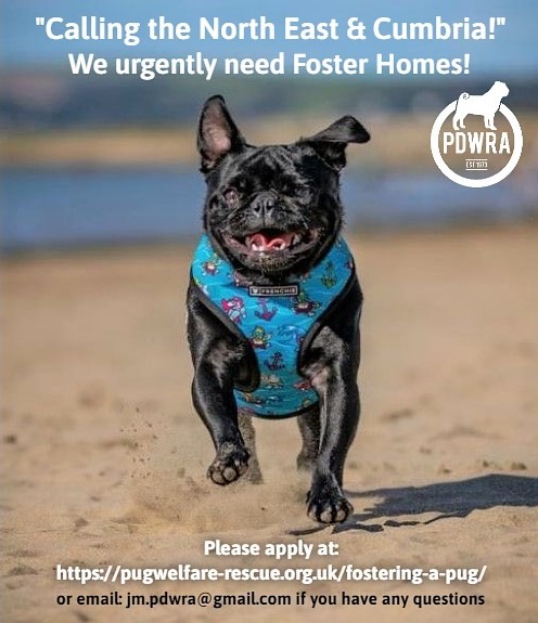 Calling the North East and Cumbria for Fostering!” | The Pug Dog Welfare &  Rescue Association