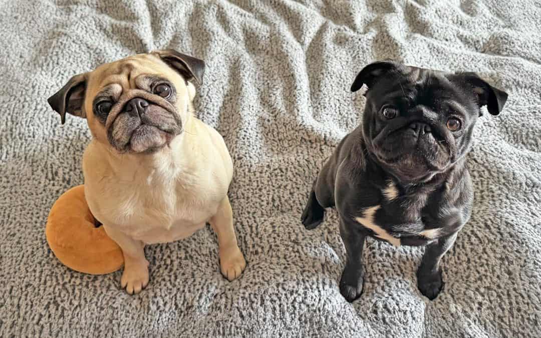 Adopted Pugs Frankie and Winnie