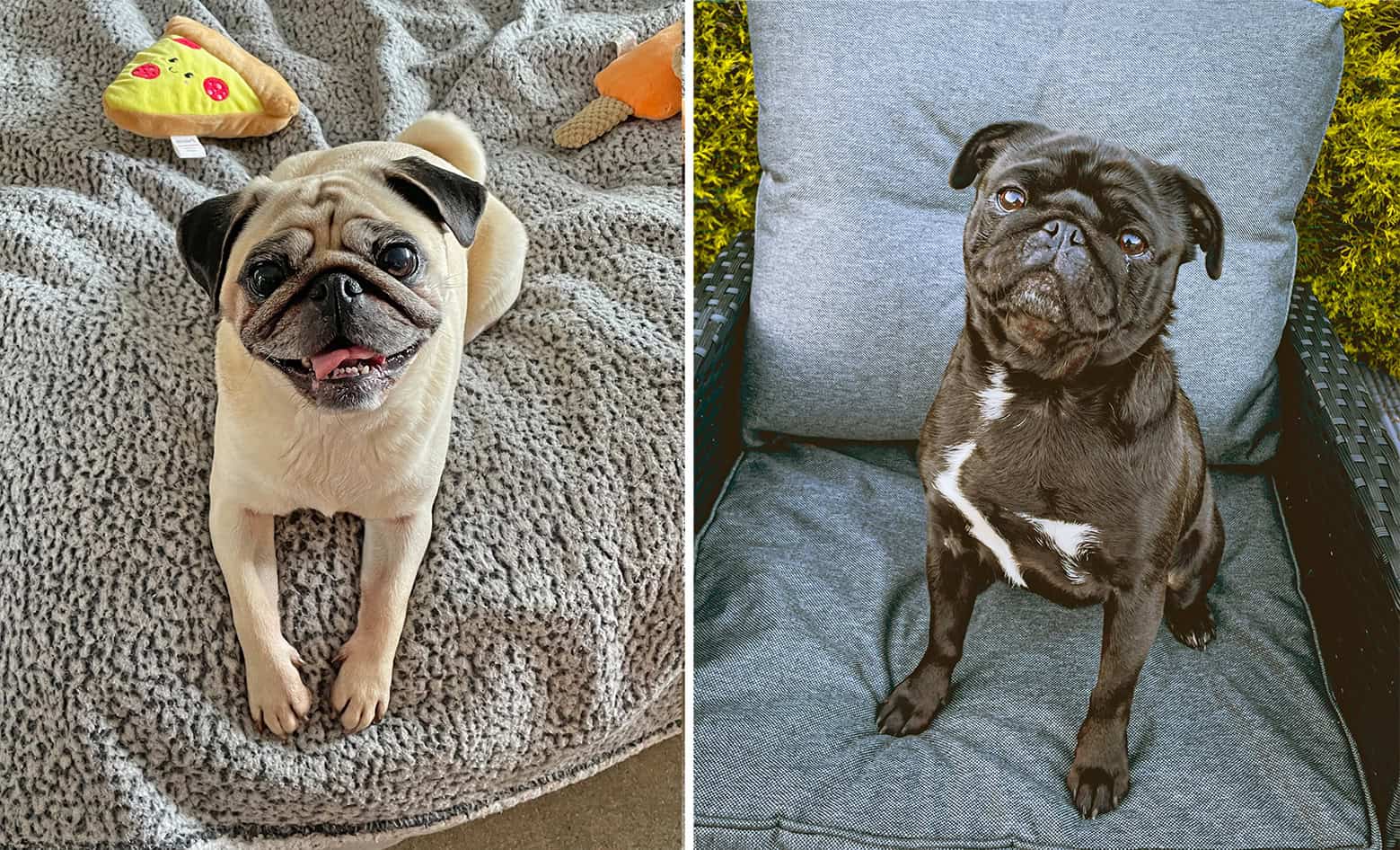 Adopted Pugs Frankie and Winnie