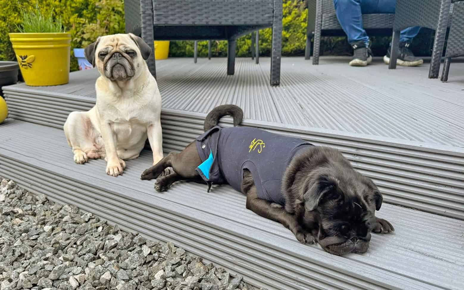 Adopted Pugs Frankie and Winnie