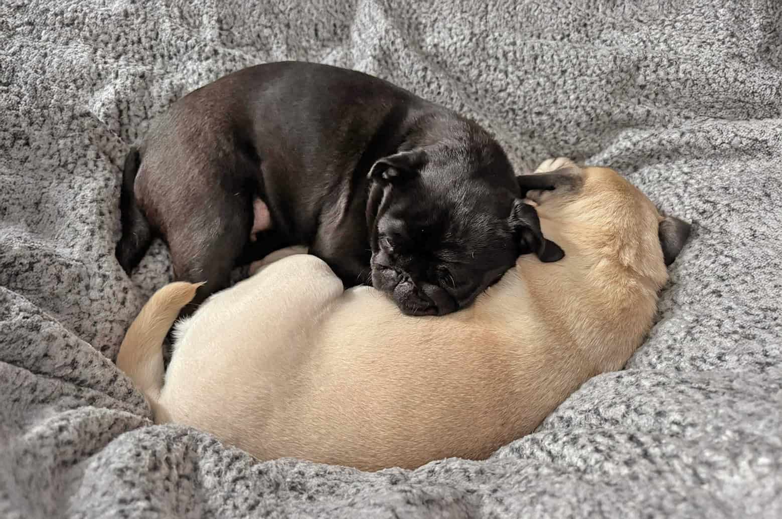 Adopted Pugs Frankie and Winnie