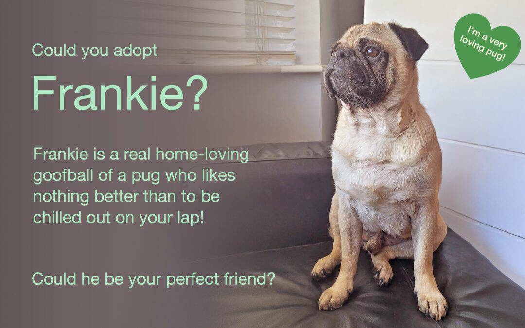 Frankie Fawn Pug for Adoption