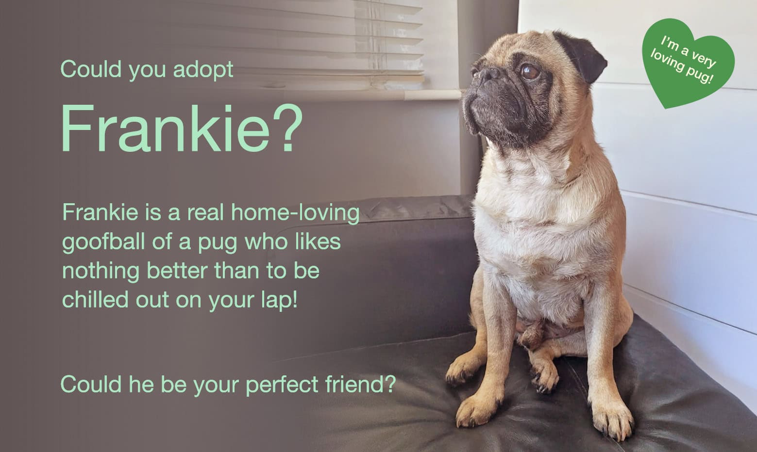 Could You Adopt the Lovely Frankie?