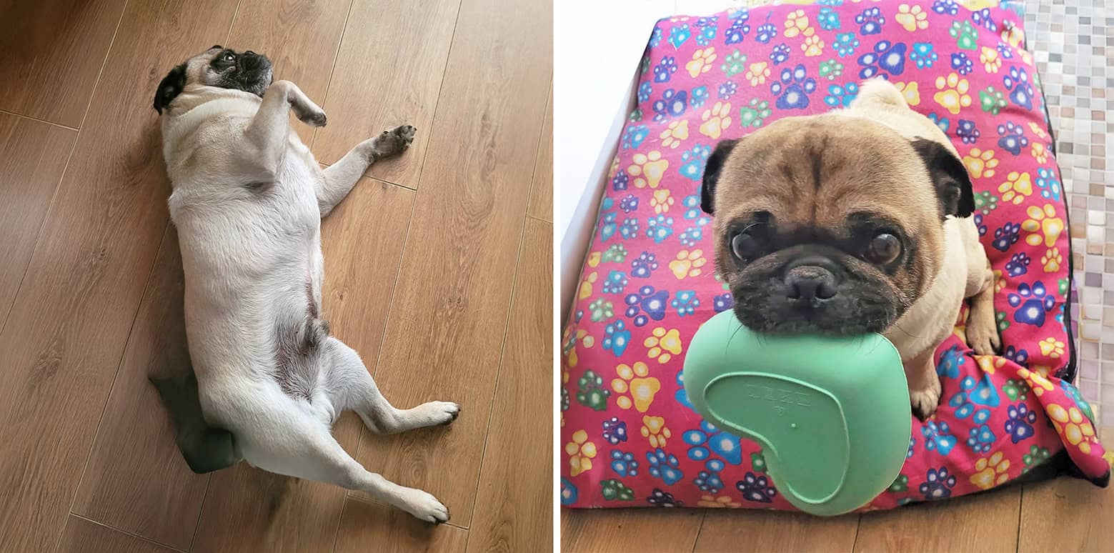 Frankie Fawn Pug for Adoption