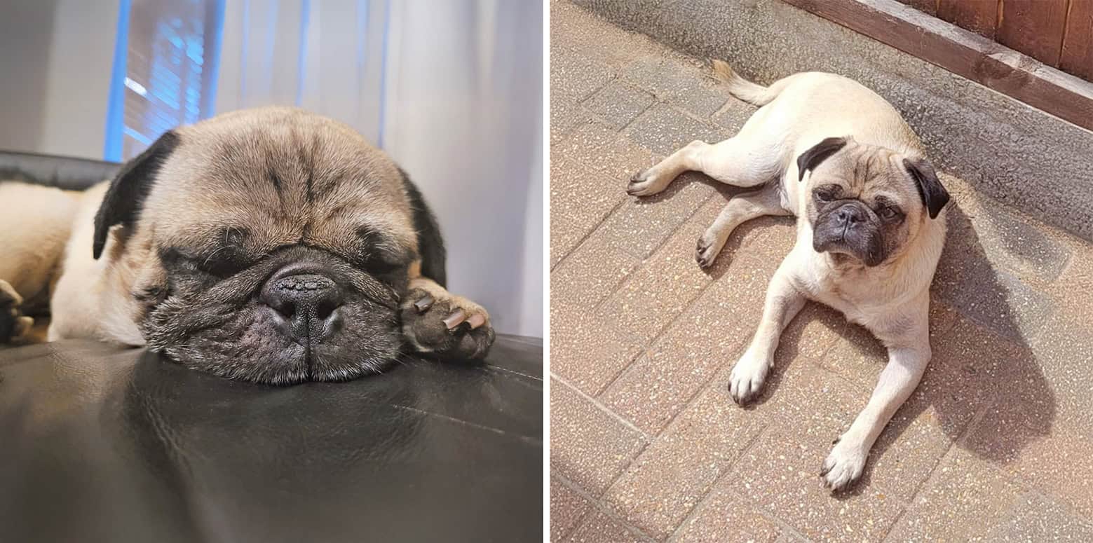 Frankie Fawn Pug for Adoption