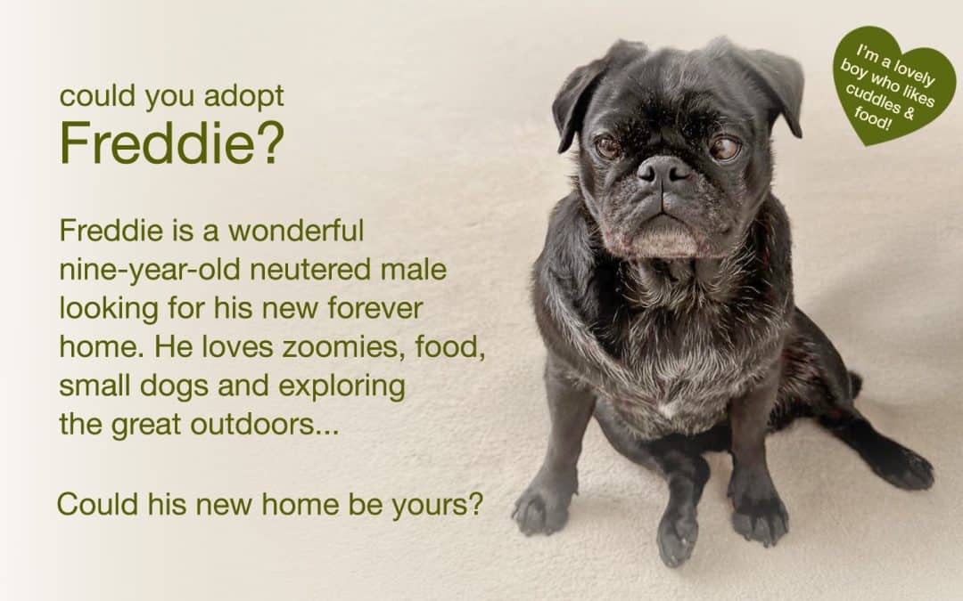 Freddie 9 Year Old Black Pug for Adoption