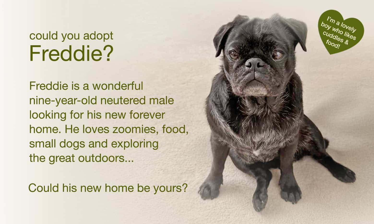 Could You Adopt Freddie?