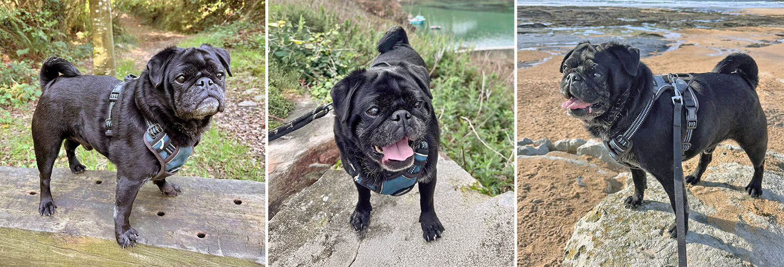Freddie 9 Year Old Black Pug for Adoption