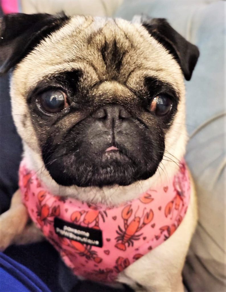 My name is Fudge….. | The Pug Dog Welfare & Rescue Association