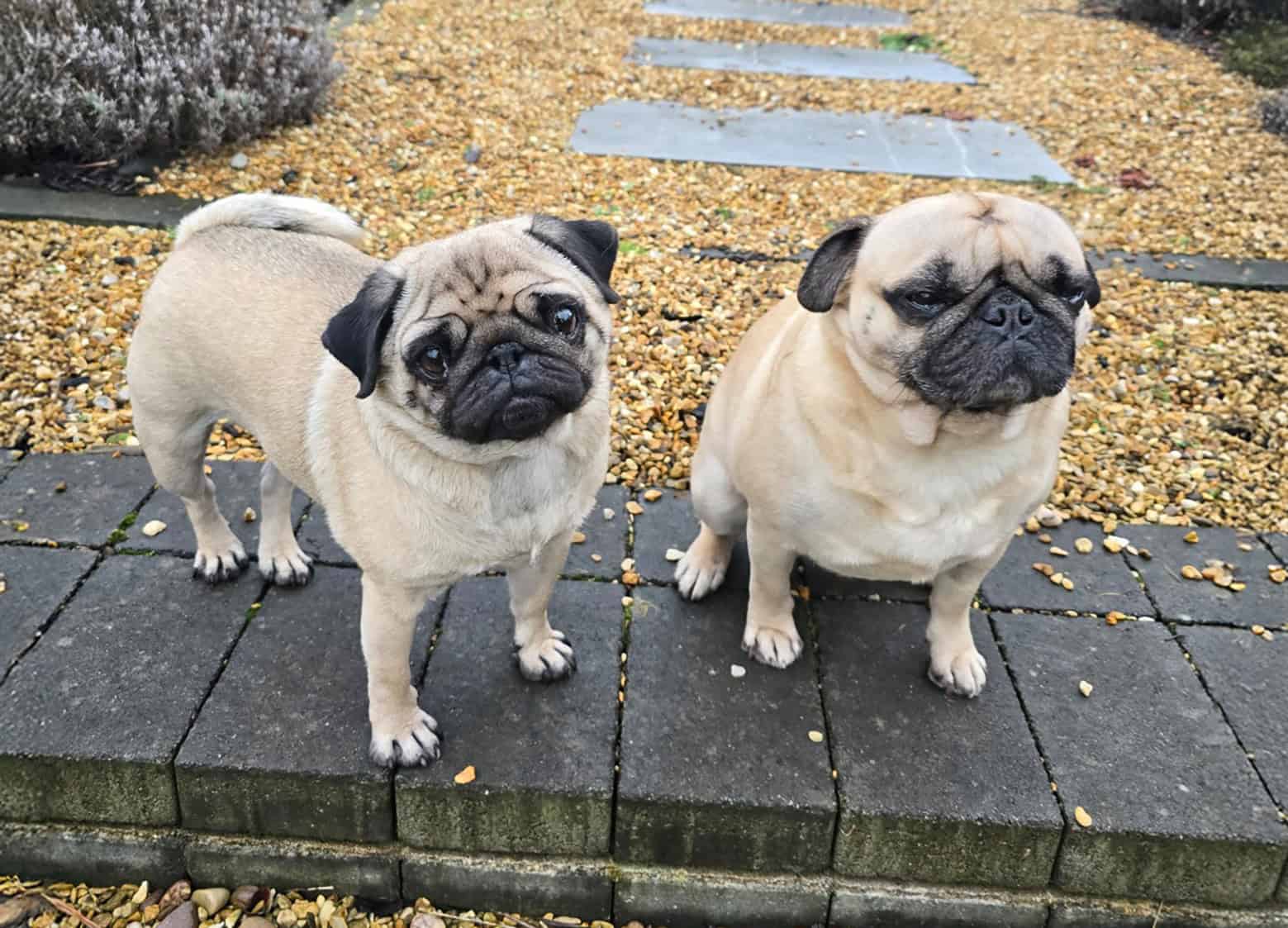 Giles’ Story of Fostering Bertie