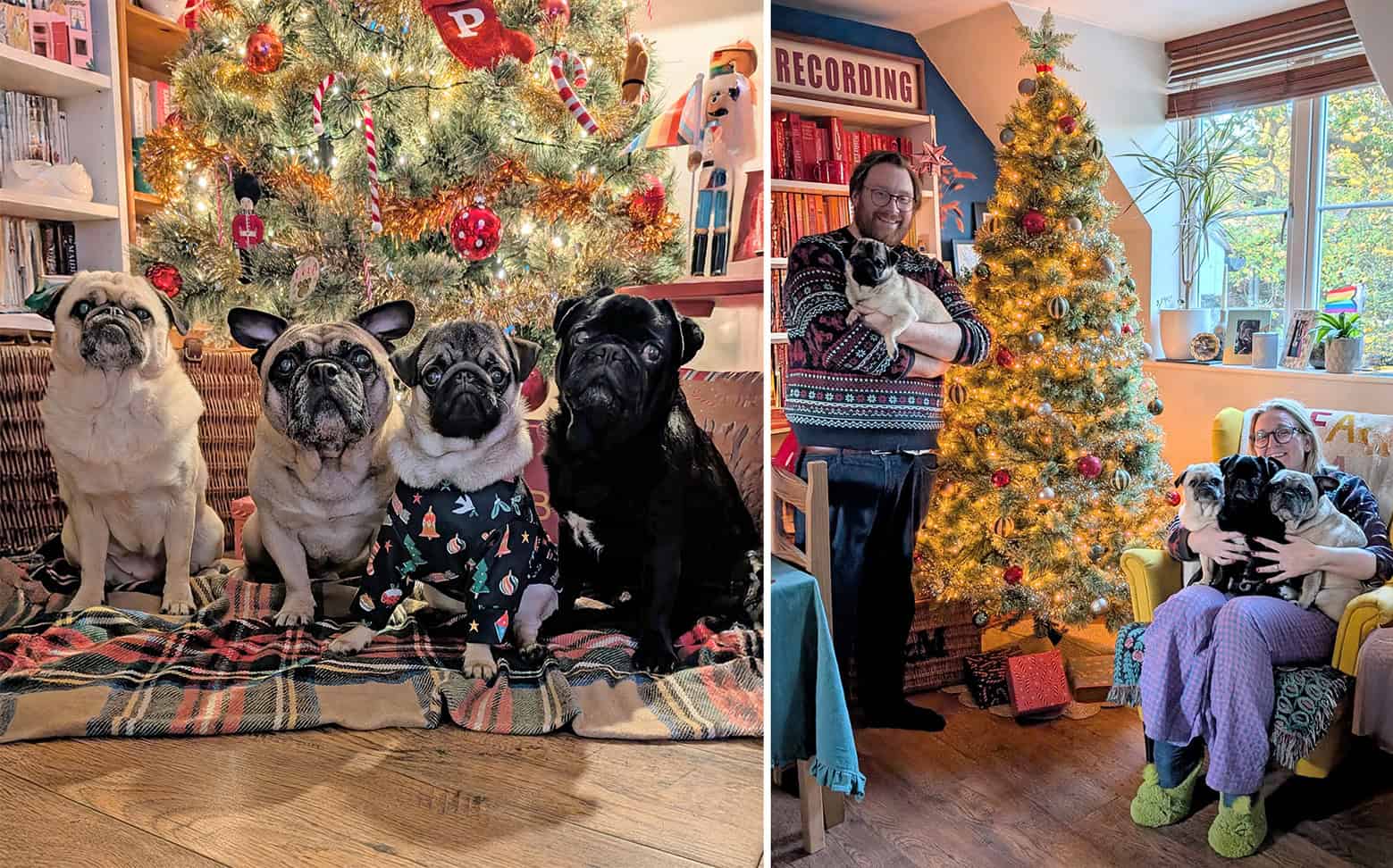 The Hairy Heslops Add Another Pug to Their Family!