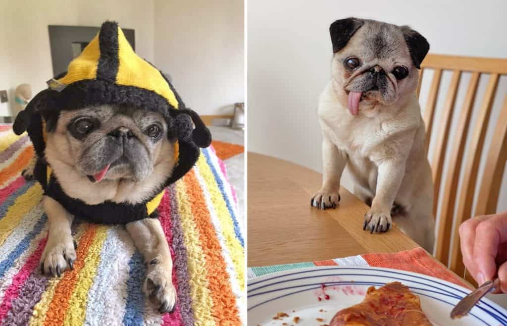 Two Pugs