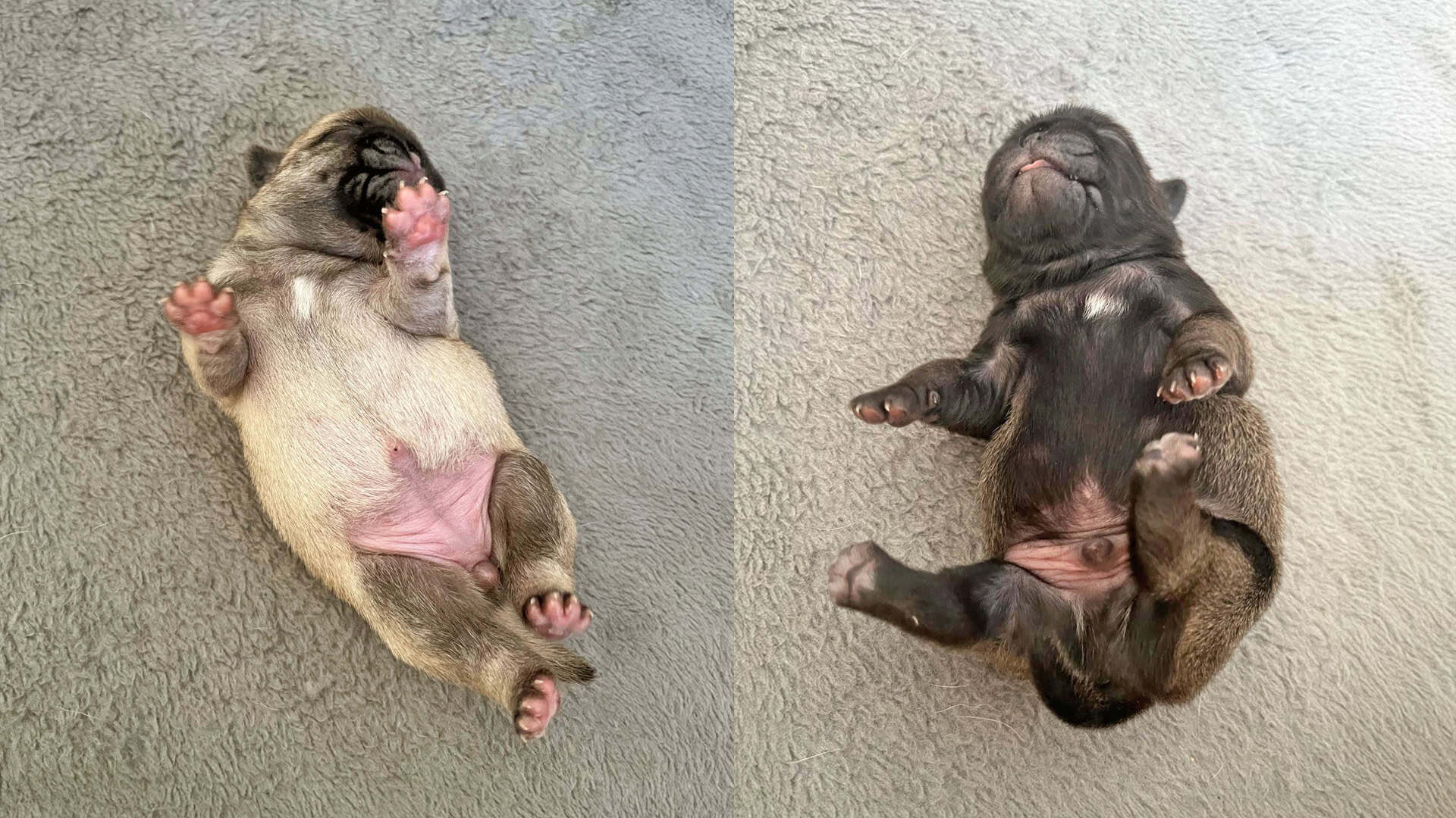 Elsa & Button