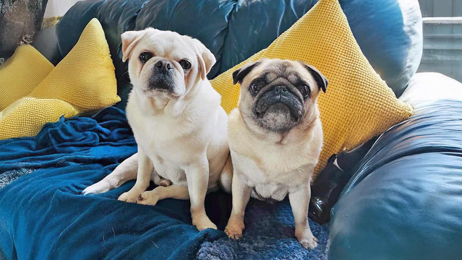 Flynn & Millie