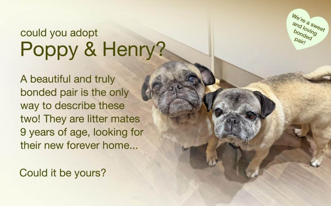 Bonded Fawn Pugs Henry & Poppy for Adoption