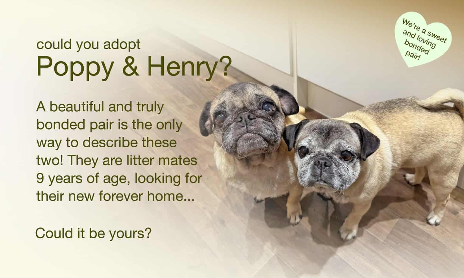 Could You Adopt Poppy & Henry?