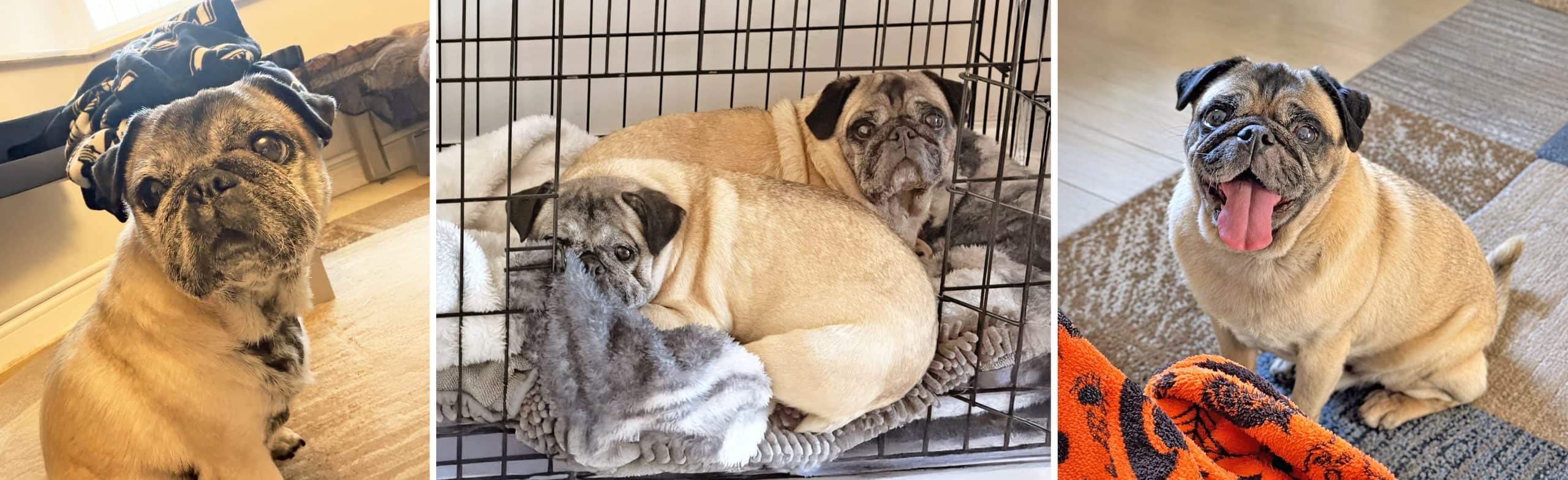 Bonded Fawn Pugs Henry & Poppy for Adoption
