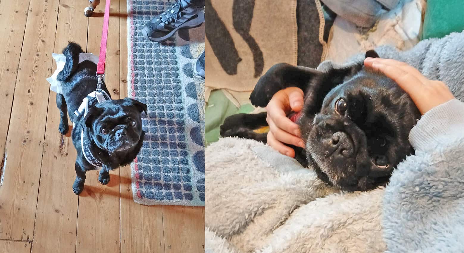 Henry Needed a Little Extra Help