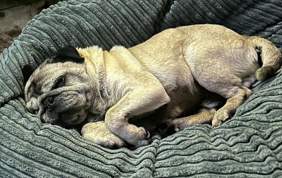 Pug Dozing