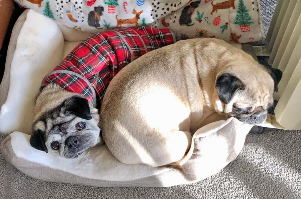 Two Pugs in a Dog Bed