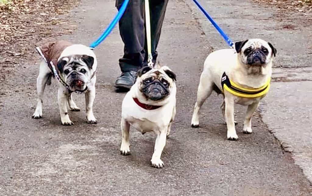 Three Pugs Going for a Walk