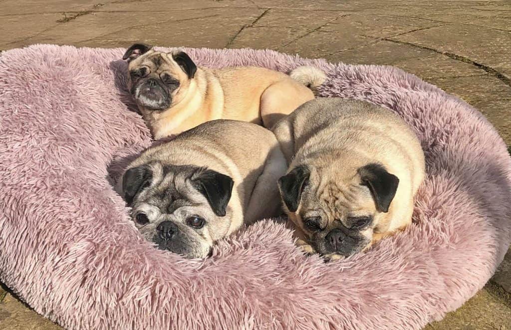 Grumble Dozing on Bed