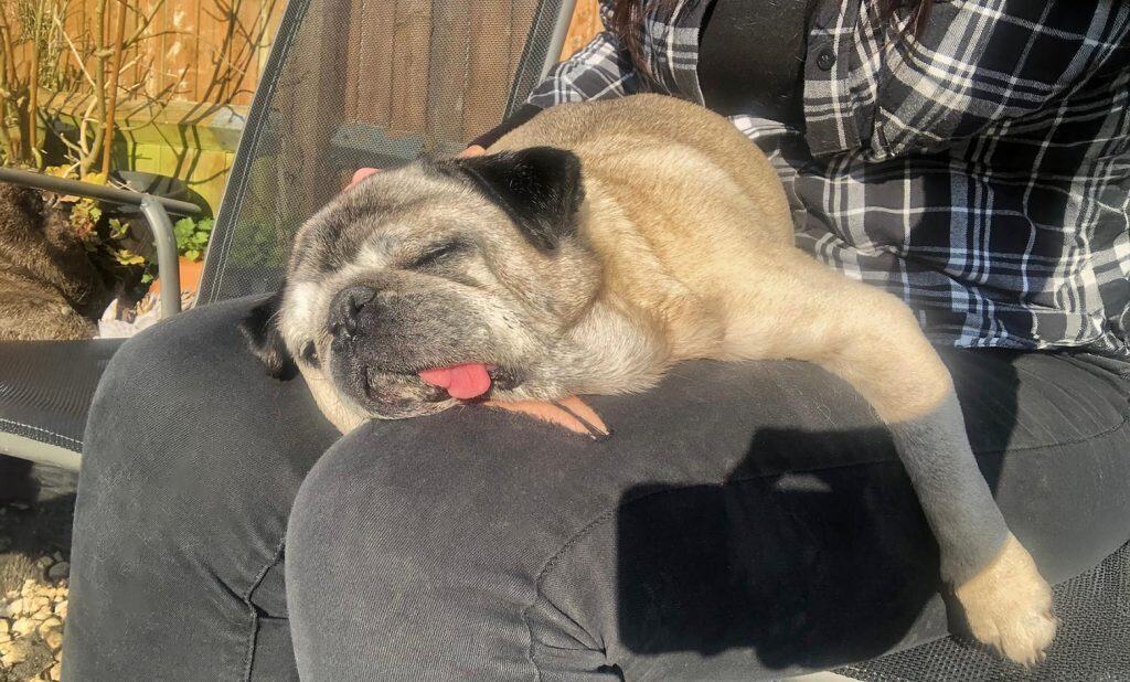 Sleeping Fawn Pug Lap Dog