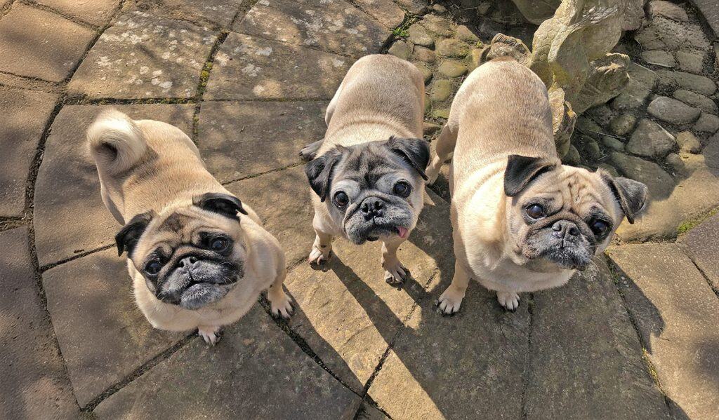 Fawn Pug Grumble