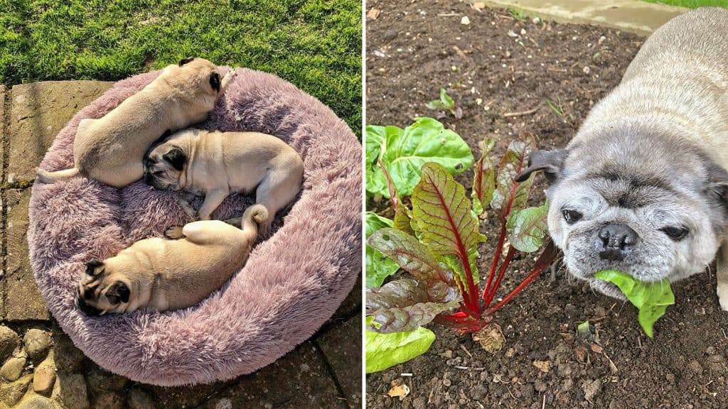 Pugs Sleeping & Gardening