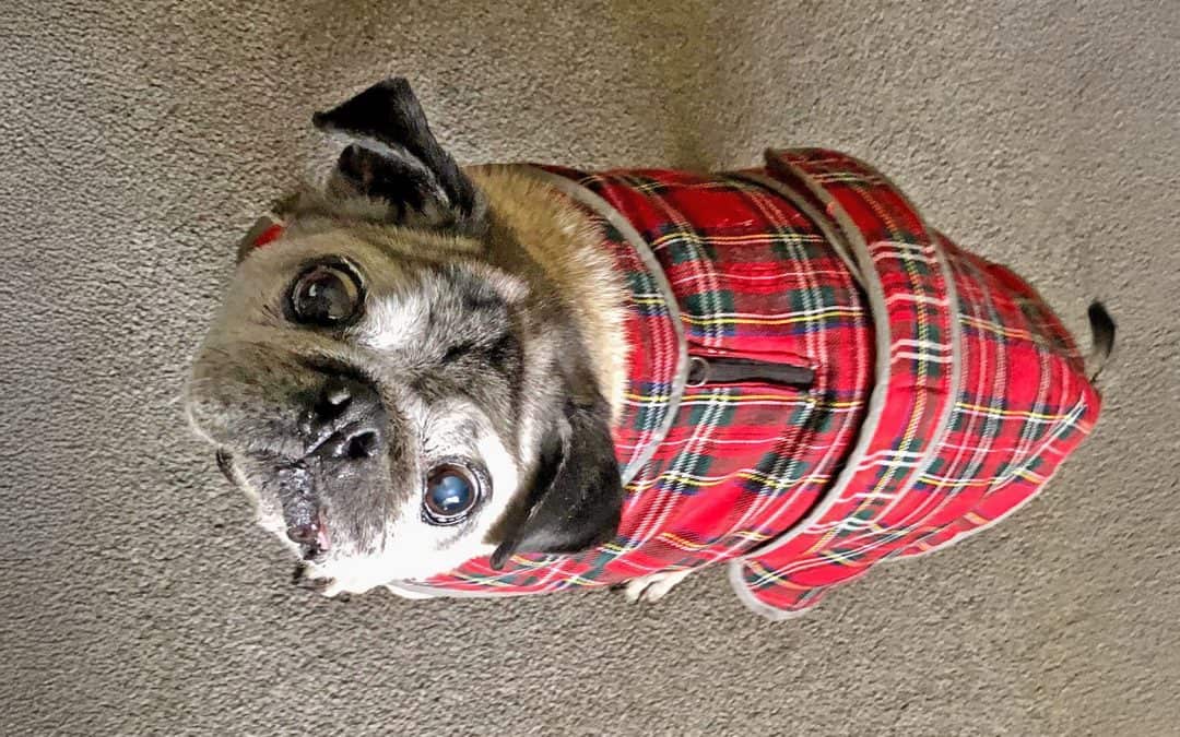 What Happens When a 15-Year-Old Pug With Special Needs is Surrendered?
