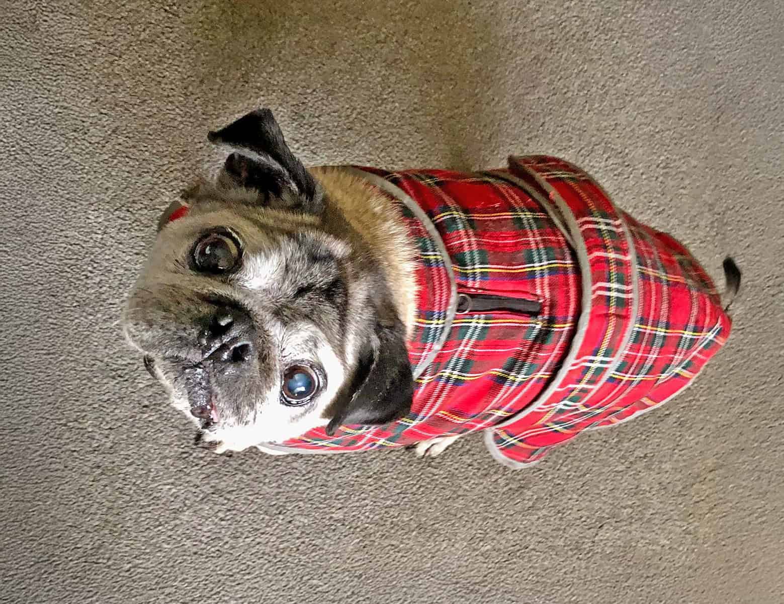 What Happens When a 15-Year-Old Pug With Special Needs is Surrendered?