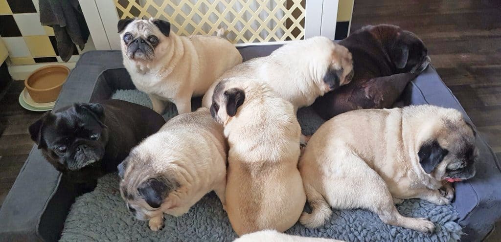 A Grumble of Black and Fawn Pugs