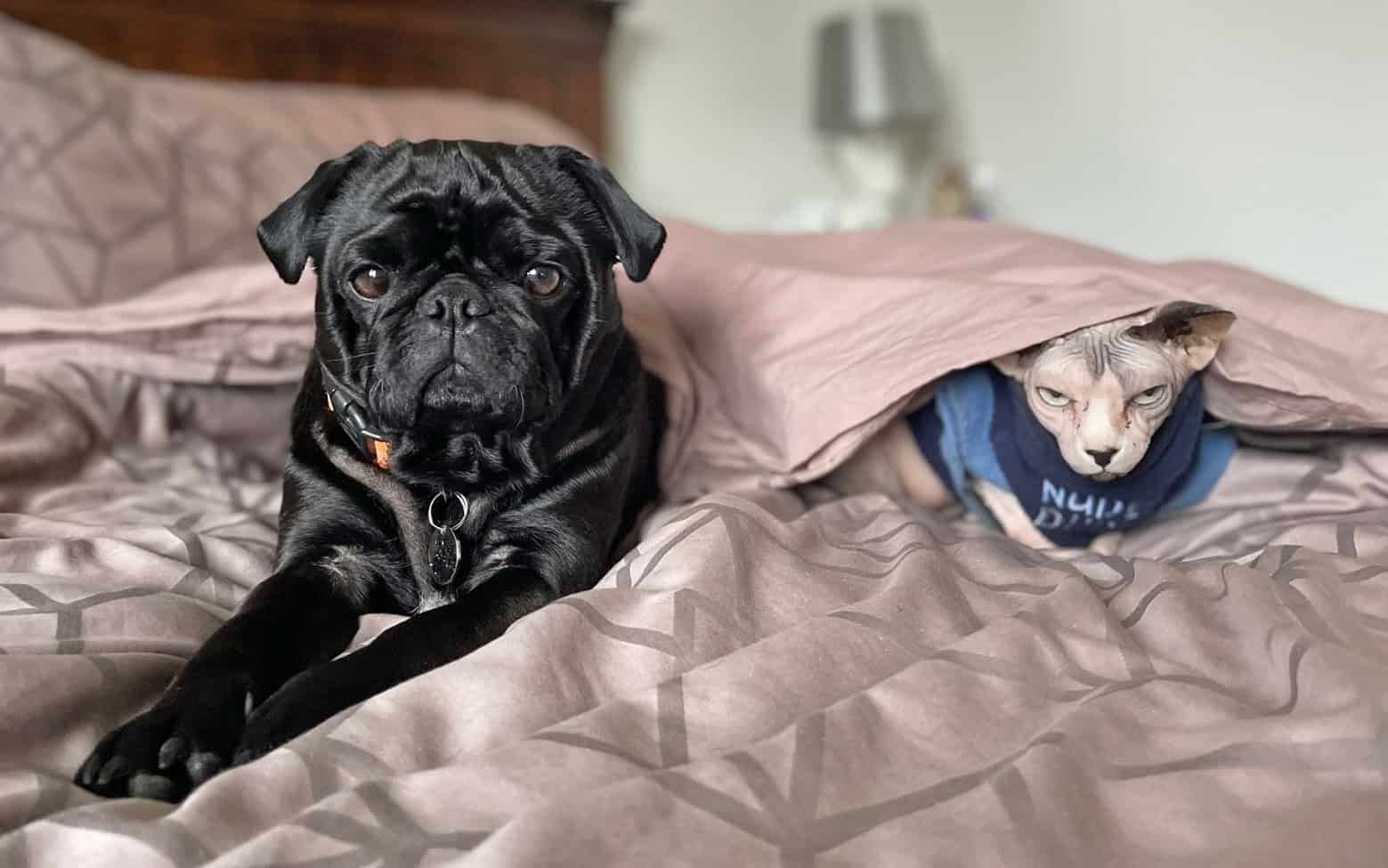 Faye’s Story of Adopting JJ