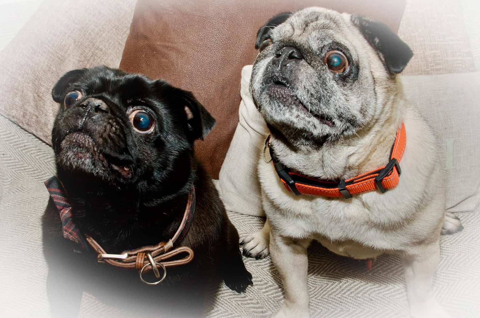 Claire’s Story of Adopting Jethro