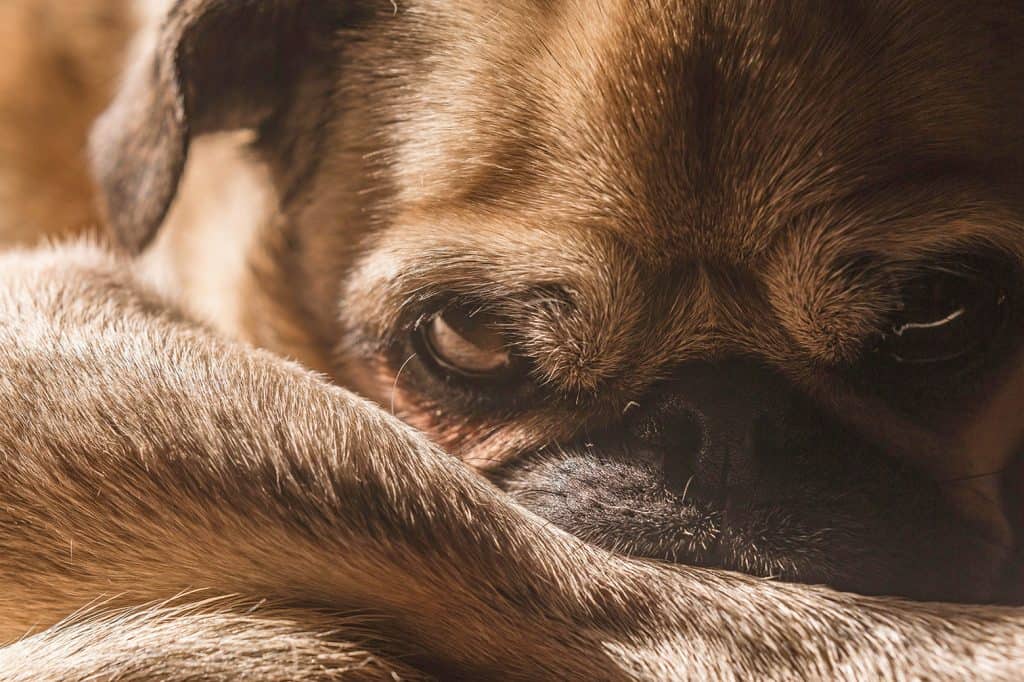When Is the Right Time to Say Goodbye?