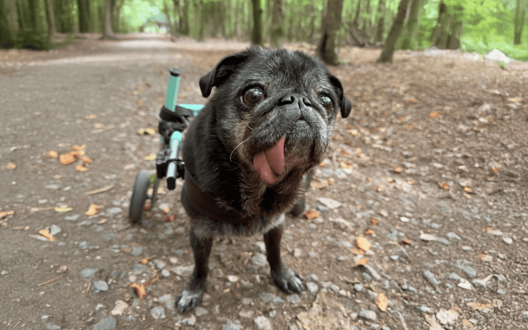Lilly on Box Hill for Pugs on Wheels Feature