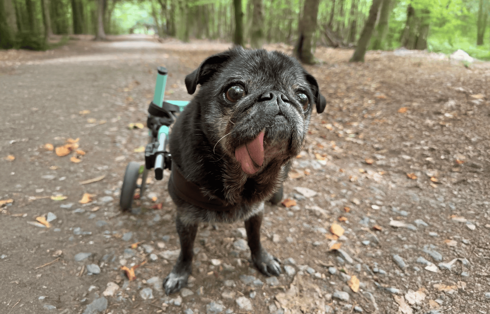 Pugs on Wheels