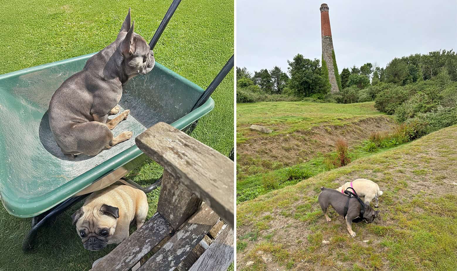 Rescue Pugs Misty and Tootsie