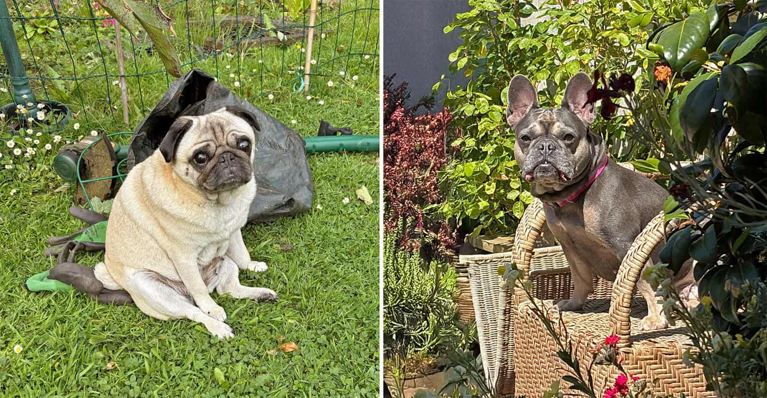 Rescue Pugs Misty and Tootsie
