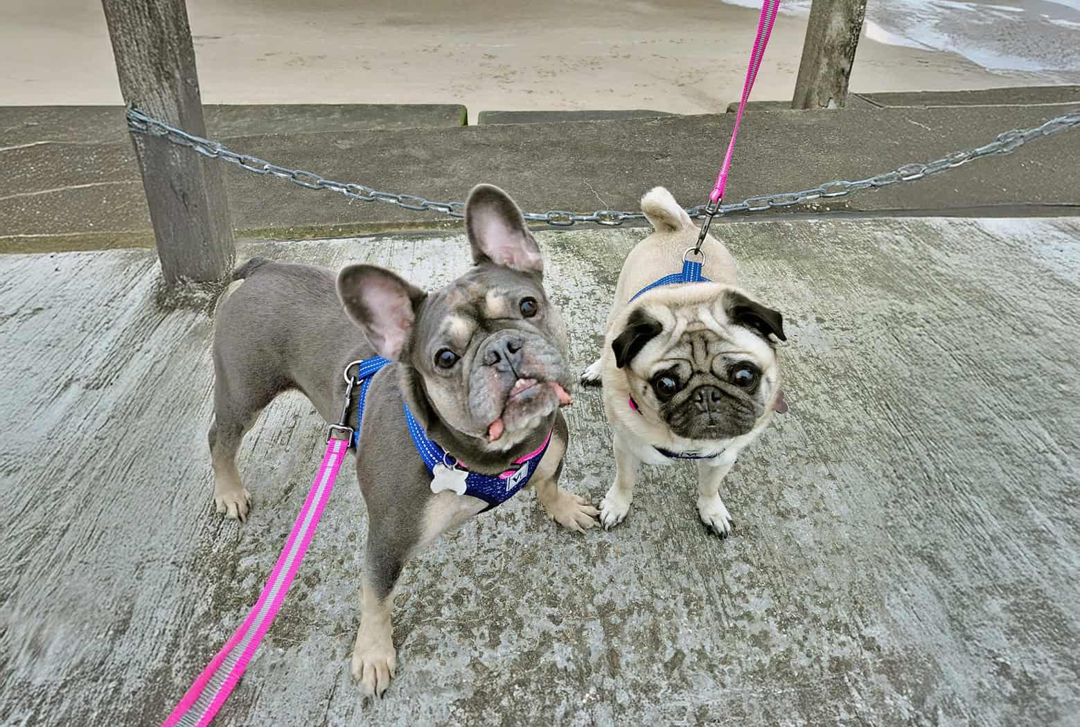 Rescue Pugs Misty and Tootsie