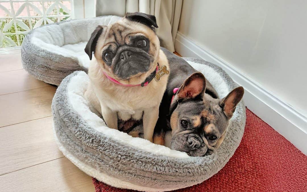 Rescue Pugs Misty and Tootsie