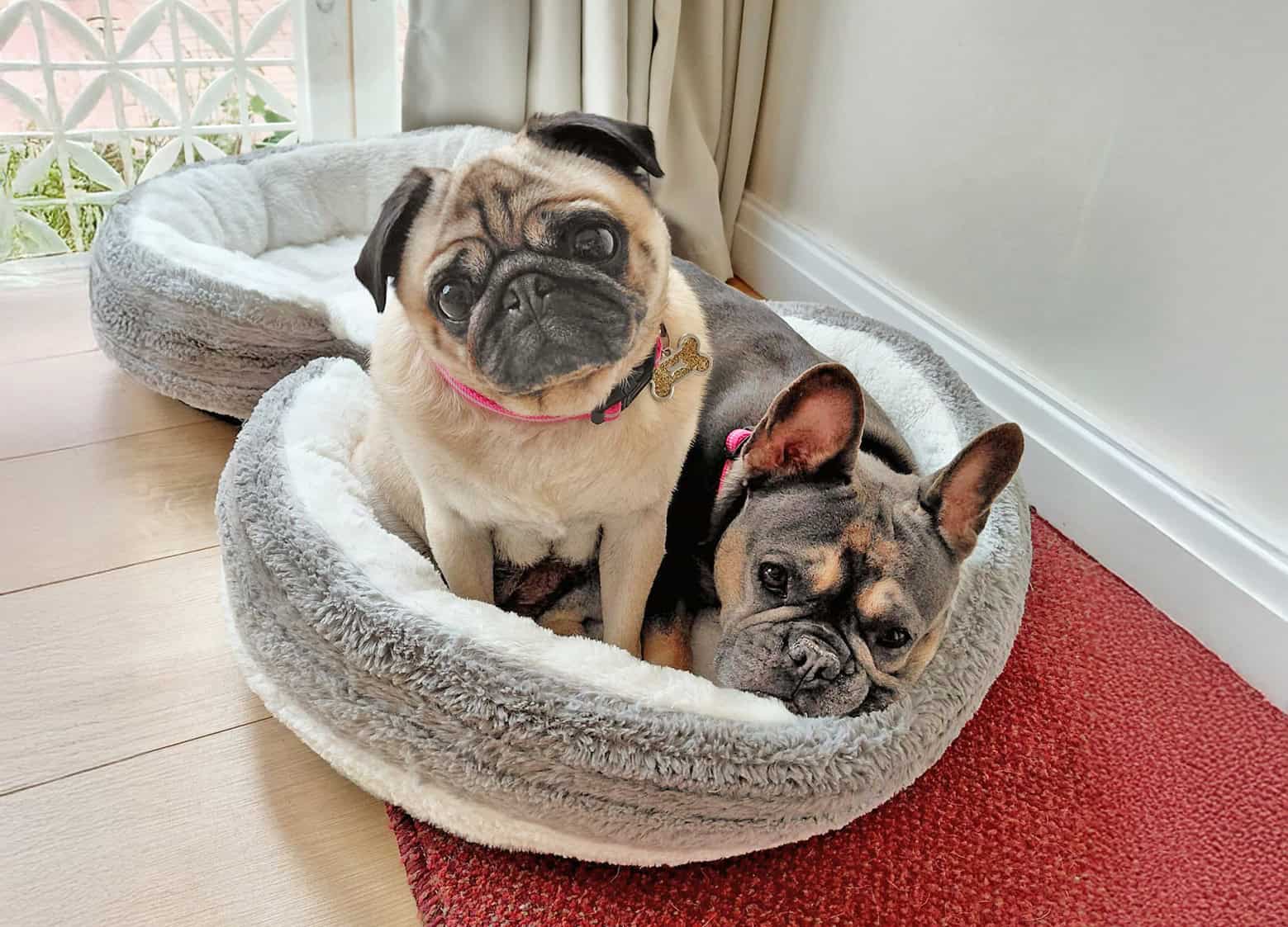 Misty and Tootsie – Our Delightful Dogs