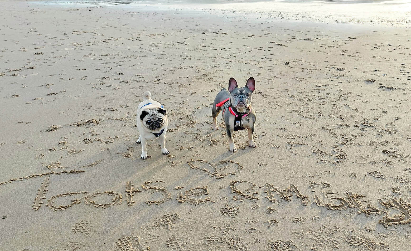 Rescue Pugs Misty and Tootsie