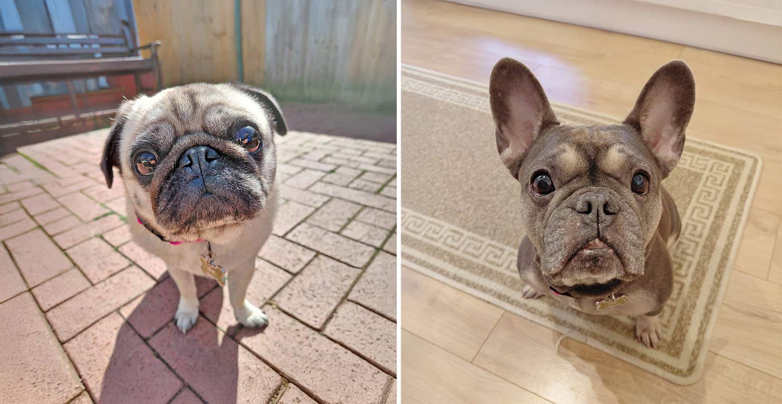 Rescue Pugs Misty and Tootsie