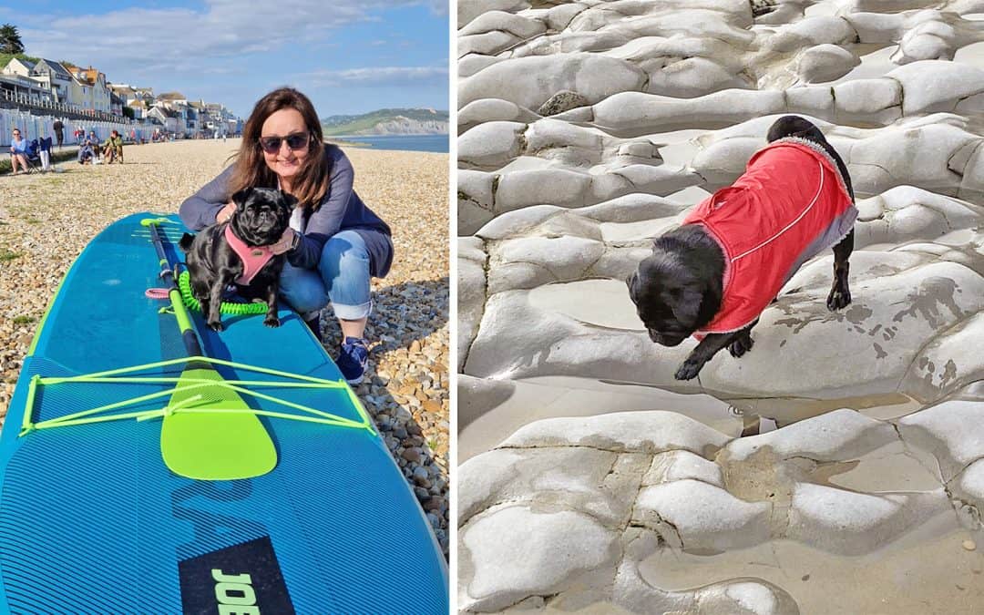 Our Journey as Pug Parents – Wendy Ribbons and Martha