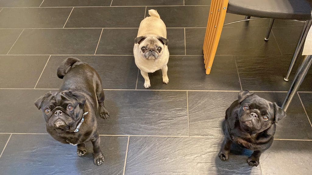 Martha the Pug & Friends