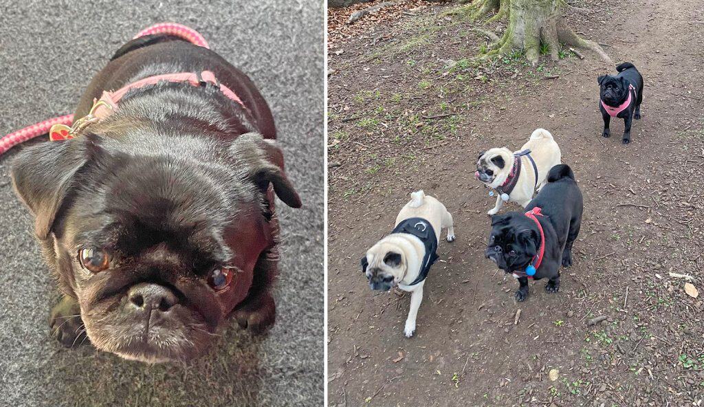 Martha the Pug & Friends
