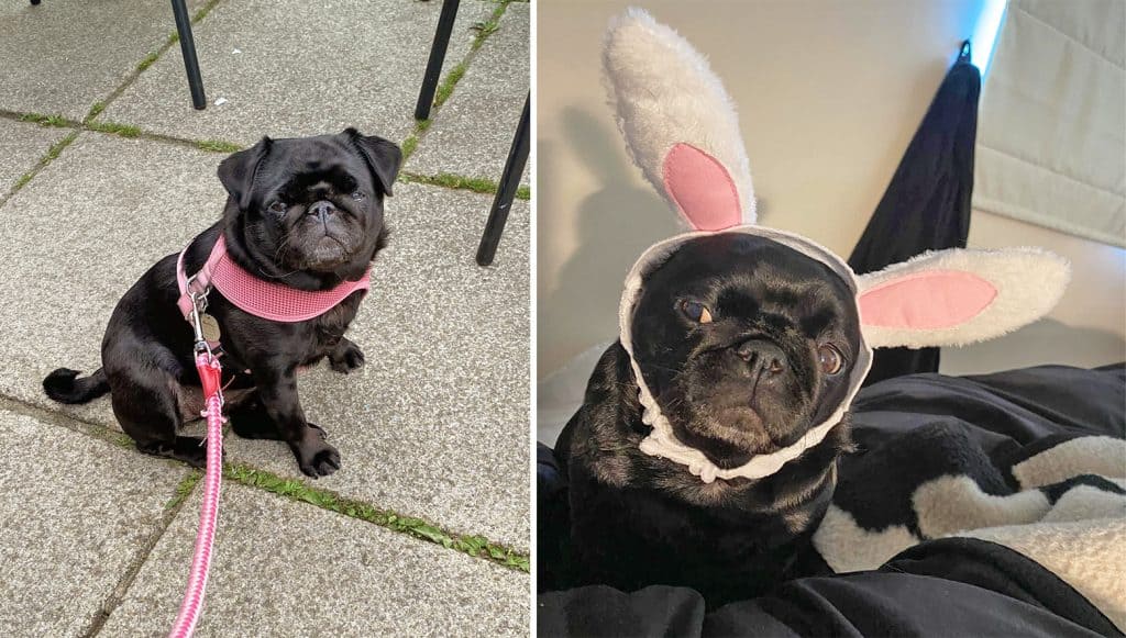 Martha the Pug