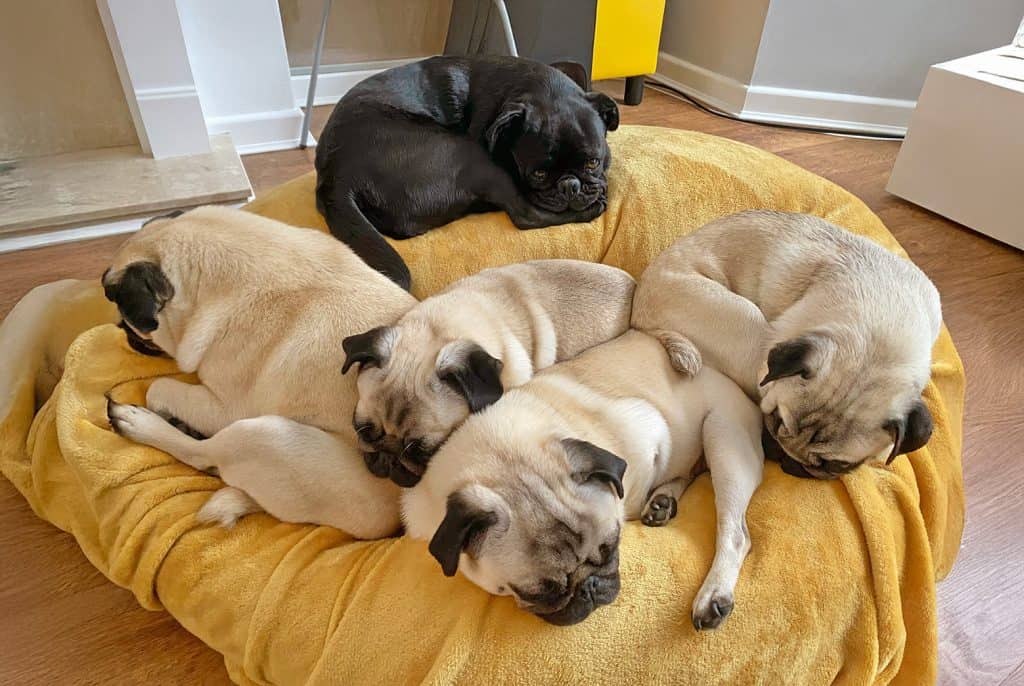 A Pug Grumble