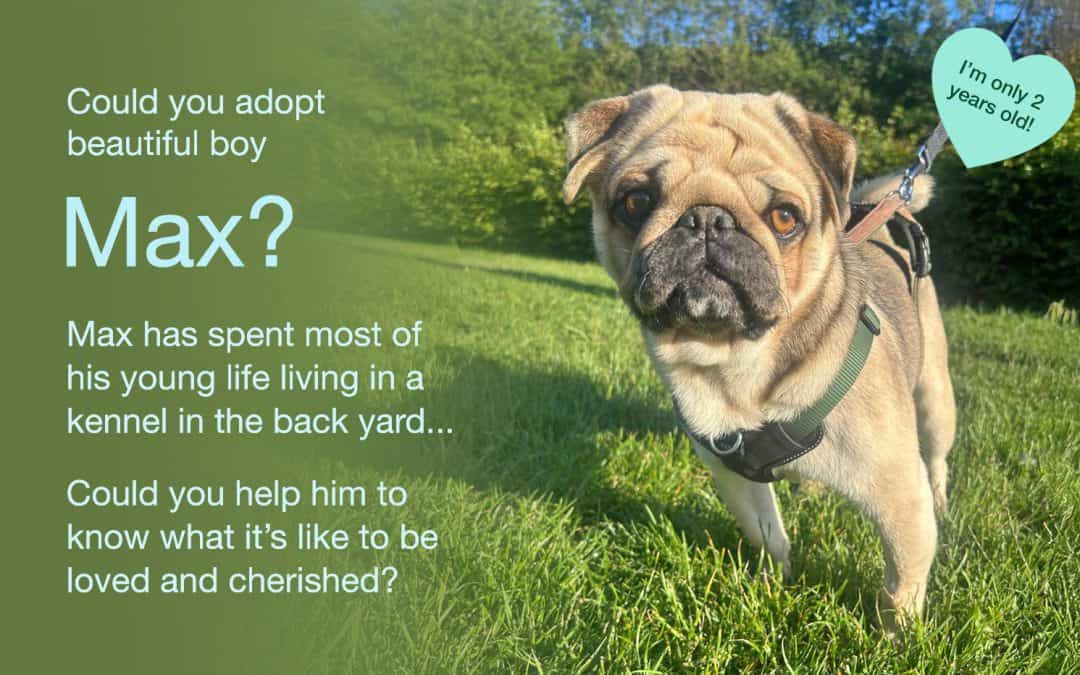 Max Pug for Adoption